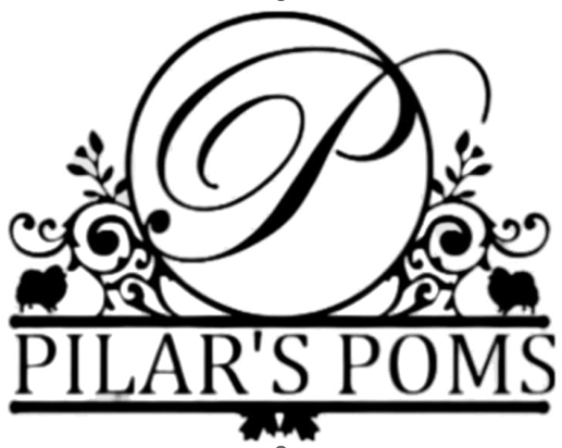 Los pomeranias de Pilar - Pilar´s POMS